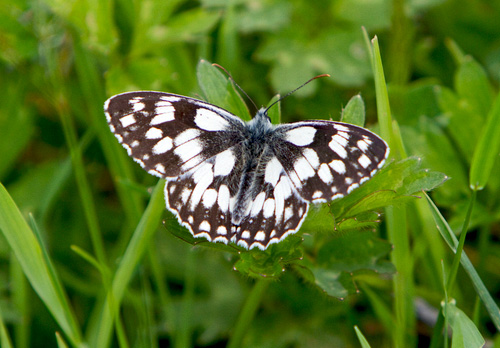 Marbled White DM1239